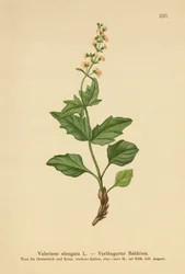 Långsträckt Valeriana