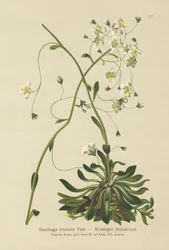 Encrusted saxifrage (Saxifraga crustata)