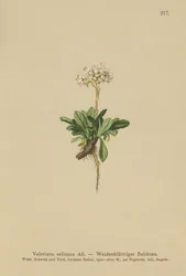 Hela Leaf Valeriana