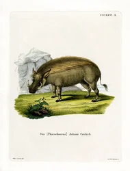 Eritreansk vårtsvin (färgad gravyr)