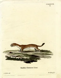 Hermelin (färgad gravyr)