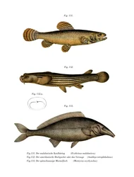 Erythrin of Malabar (färg litho)
