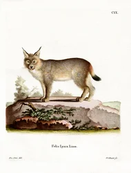 Eurasian Lynx (färgad gravyr)