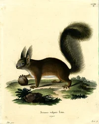 Eurasienröd ekorre (färgad gravyr)