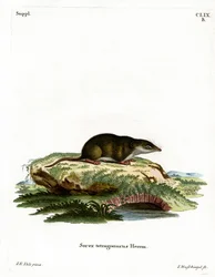 Eurasian Shrew (färgad gravyr)