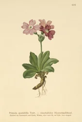 Europeisk alpprimula (Primula spectabilis, Auriculastrum primula)