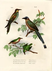 Europeisk biätare, 1864