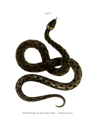European Grass Snake (färg litho)