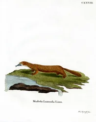 European Mink (färgad gravyr)