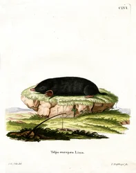 European Mole (färgad gravyr)