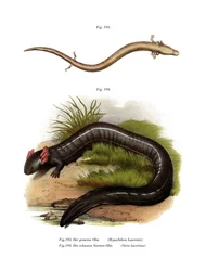 European Olm (färg litho)