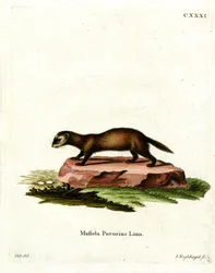 European Polecat (färgad gravyr)