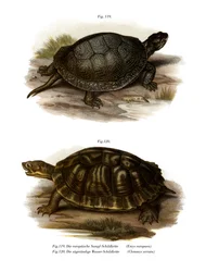 European Pond Turtle (färg litho)