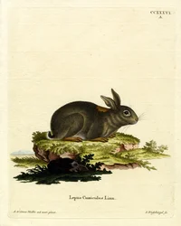 Europeisk kanin (färgad gravyr)