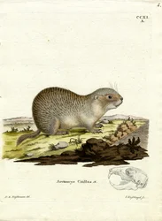 European Souslik (färgad gravyr)