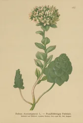 Evergreen Orpine (Sedum Anacampseros, Hylotelephium anacampseros)
