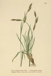 Vintergrön sedge (Carex sempervirens)