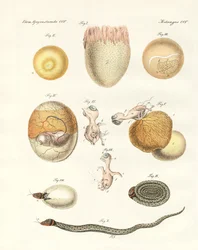Evolution av höns, duvor och orm från ägg (färgad gravyr)