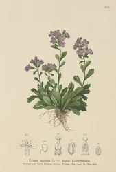 Fairy Foxglove (Erinus alpinus)