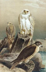 Falcon, tallrik från "Brehms Tierleben: Allgemeine Kunde des Tierreichs", vol.6, s.215, utgiven av Bibliographisches Institut