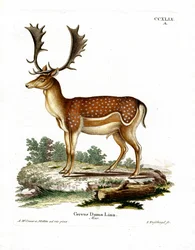 Dovhjort (färgad gravyr)