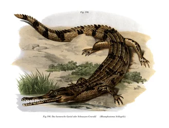 Falsk Gharial (färgmedlemmar)