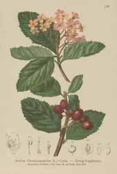 Falsk Mispel (Sorbus chamaemespilus)