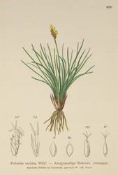 Falsk sev (Kobresia simpliciuscula, Kobresia caricina)