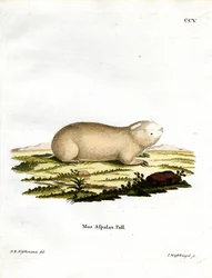 Falsk Zokor (färgad gravyr)