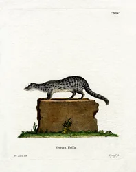 Fanaloka (färgad gravyr)