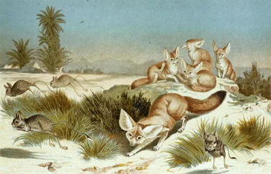 Fennec Fox, tallrik från "Brehms Tierleben: Allgemeine Kunde des Tierreichs", vol.2, s.202, utgiven av Bibliographisches Institut