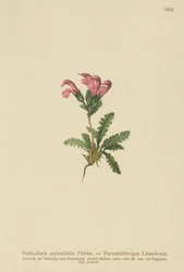 Ormbunkebladig lusseört (Pedicularis asplenifolia)