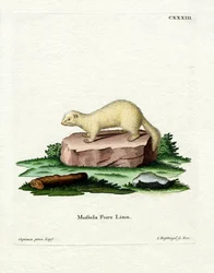 Iller (färgad gravyr)