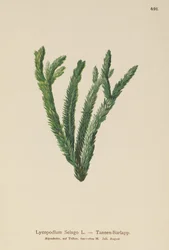 Fir Club Moss (Lycopodium Selago)