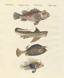 Fisk med en konstig form