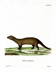 Fisher (färgad gravyr)