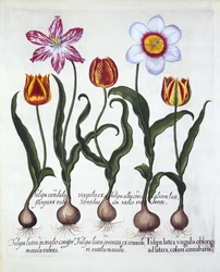 Fem tulpaner, från Hortus Eystettensis, av Basil Besler (1561-1629), pub. 1613 (handfärgad gravyr)