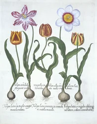 Fem tulpaner, från Hortus Eystettensis, av Basil Besler (1561-1629) pub. 1613 (handfärgad gravyr)