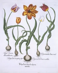 Fem tulpaner, från Hortus Eystettensis, av Basil Besler (1561-1629) pub. 1613 (handfärgad gravyr)