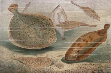Platt fisk, tallrik från Brehms Animal Life: General Knowledge of the Animal Kingdom, vol.8, s.224, utgiven av Bibliografiska institutet, 1892