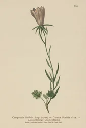 Linbladsklocka (Campanula linifolia, Campanula Carnica)