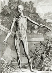 Flätad kropp, från Tables of the skeleton and Muscles of the Human Body av Bernard Siegfried Albinus (1697-1770) 1747