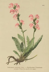 Köttrosa lusseört (Pedicularis incarnata)