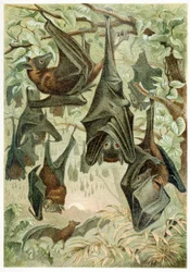 Flying Foxes, från Brehms Tierleben, pub. 1860-talets färglitografi, 1860.