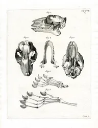 Flying Lemur Skull (färgad gravyr)