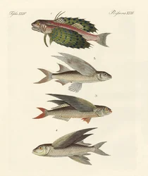 Flygande fisk