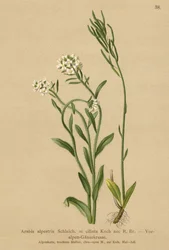 Alpernas fot Väggkrasse (Arabis alpestris, Arabis ciliata)