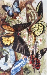 Foreign Butterflies, tallrik från "Brehms Tierleben: Allgemeine Kunde des Tierreichs", vol.9, s.370, utgiven av Bibliographisches Institut