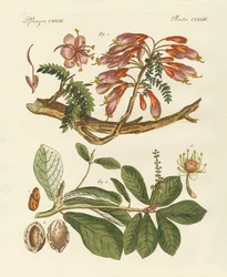 Utländska växter (färgad gravyr)