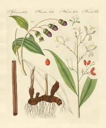 Utländska kryddor (färgad gravyr)